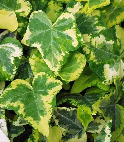 Hedera helix ‘Golden Ingot’ – zlatolistý brečtan